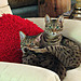 Ocicats Anne and Molly