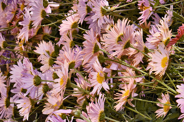 Chrysanthemums on a Windy Autumn Afternoon – National Arboretum, Washington, D.C.