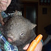 orphaned baby wombat