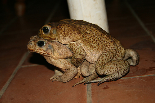 A Pair Of Toads Having “Special Cuddles”