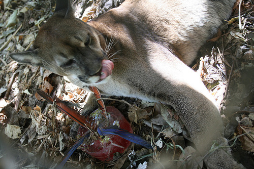 A Bloody Feathered Ice-Treat For Sansón