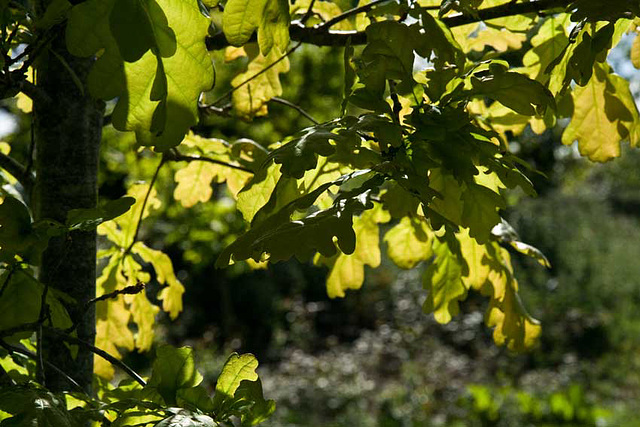 oak leaves in May