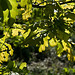 oak leaves in May