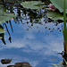 clouds in the pond