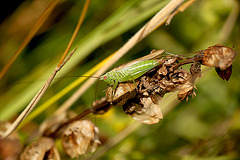 Long Winged Cone Head Grasshopper