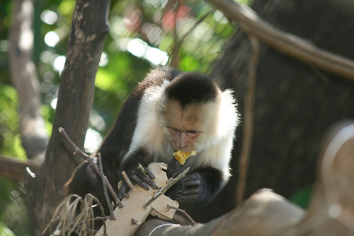 Monkeys Need More Complex Toys