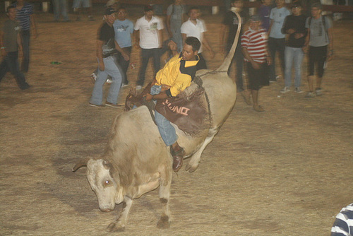 Competition Bull Riding