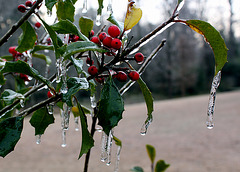 Ice on holly