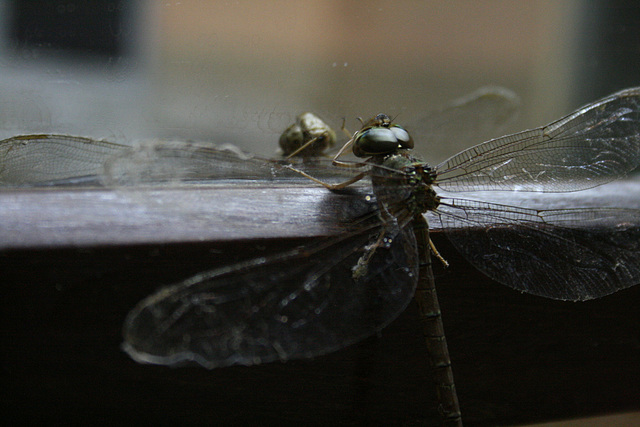 A Narcissistic Dragonfly