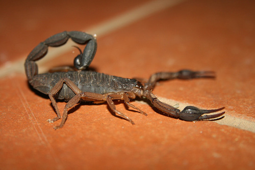 Scorpion