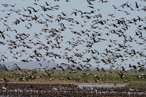 Water Birds Concentrated When There Is Not Much Water