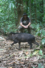Peccary dashes across the trail