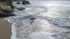 A Dog in the Ocean