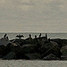 cormorants on the rocks