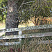 Old Fence
