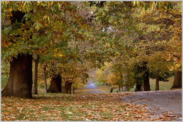 Greenwich Park in autumn