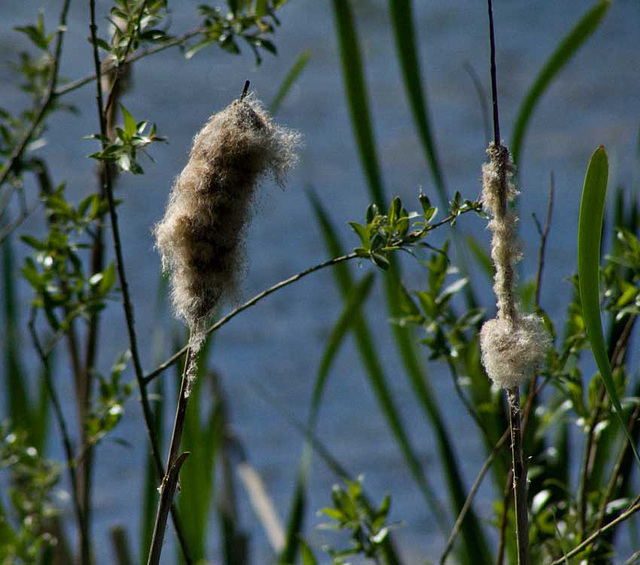 bullrushes by the lake