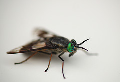 Female Horsefly side