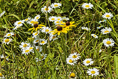 Daisies by the Side of the Road – US Route 211, near Amissville, Virginia