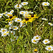 Daisies by the Side of the Road – US Route 211, near Amissville, Virginia