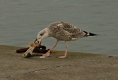 seaside snack