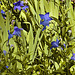 Blue Dianthus – National Arboretum, Washington DC