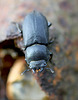 Lesser Stag Beetle Head On