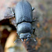 Lesser Stag Beetle Head On