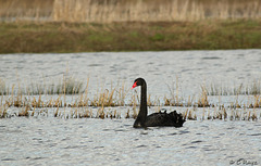 Black Swan @ Combe Haven