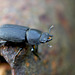 Lesser Stag Beetle @ Combe Haven Valley