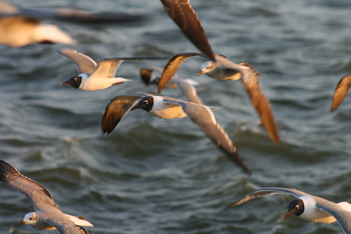 Gulls