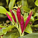 Indian Pink – Brookside Gardens, Silver Spring, Maryland