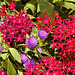 Red Stars, Purple Buttons – Brookside Gardens, Silver Spring, Maryland