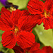 Red Nasturtiums – Brookside Gardens, Silver Spring, Maryland