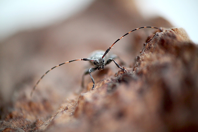 Little Longhorn Beetle Face