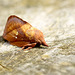 Male Drinker Moth
