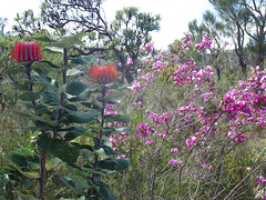 Banksia coccinea and Gompholobium scabrum ?