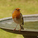 Orchard Cock Robin guarding the water supply