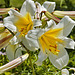 Regal Lily – Brookside Gardens, Silver Spring, Maryland