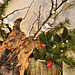First Ikebana Arrangement of the New Year – National Arboretum, Washington D.C.