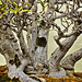 Bonsai WIllow-leaved Fig – National Arboretum, Washington DC