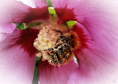 "Pollen" ~ 1er août 2012 054