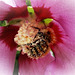 "Pollen" ~ 1er août 2012 054