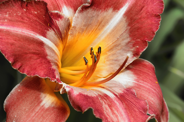 Daylily – Brookside Gardens, Silver Spring, Maryland