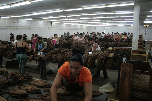 Sorting Dried Tobacco Leaves