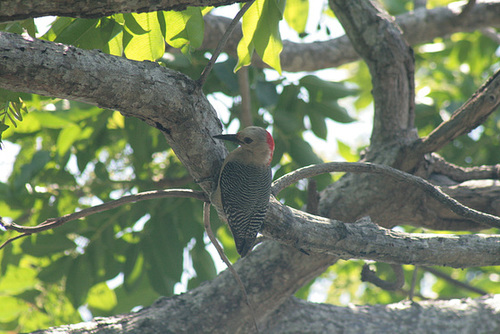 Woodpecker