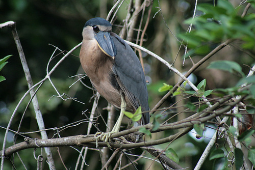 Boat-Billed Heron