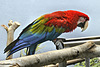 Green-Winged Macaw – National Aviary, Pittsburgh, Pennsylvania
