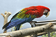 Green-Winged Macaw – National Aviary, Pittsburgh, Pennsylvania