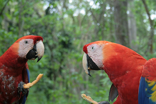 Conversing Over Morning Tea